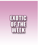 ATK Exotic girl of the week
